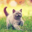 /album/overigen/cat-3-jpg/